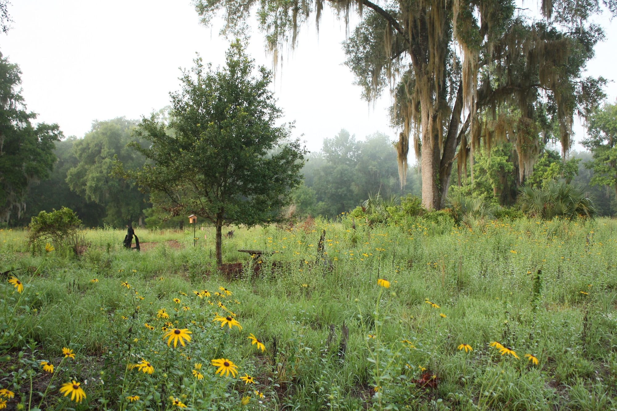 A meadow with yellow dandelions and tall grasses in the foreground, with trees in the background and a hazy skyline.